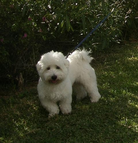 Morkie yavrusu 1