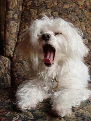 Maltipoo yavrusu 1
