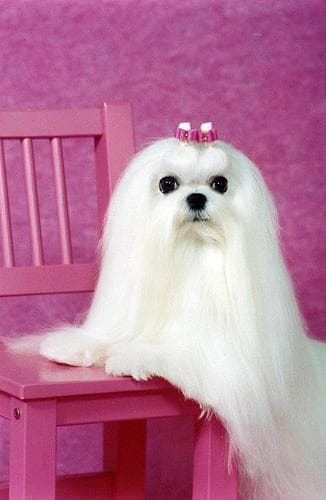 Maltese Terrier yavrusu 1