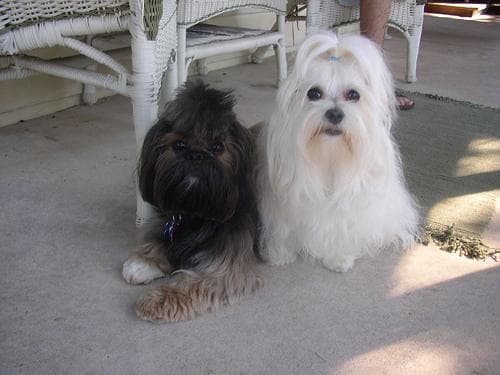 Maltese Terrier yavrusu 1