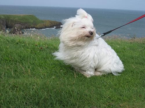 Maltipoo yavrusu 1