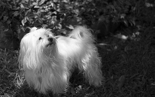 Maltese Terrier yavrusu 1
