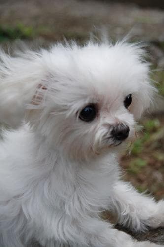 Morkie yavrusu 1