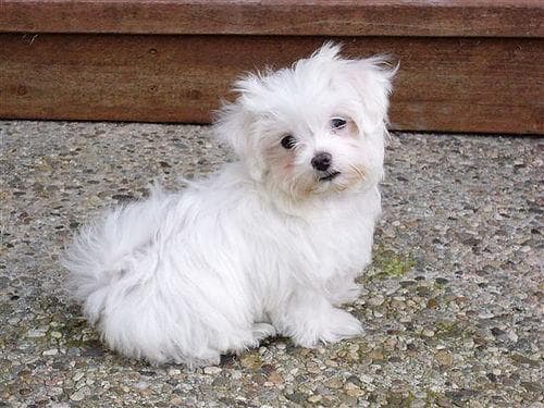 Maltese Terrier yavrusu 1