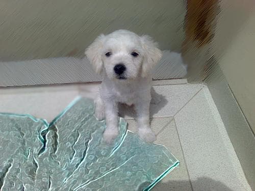 Maltese Terrier yavrusu 1