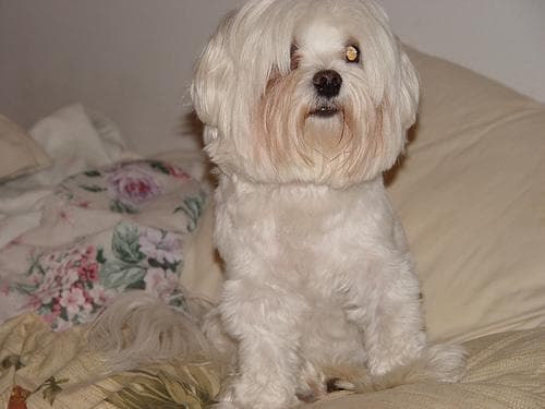 Maltipoo yavrusu 1