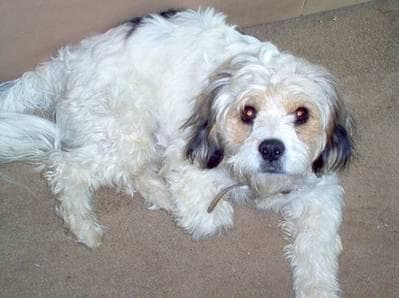 Maltese Terrier yavrusu 1