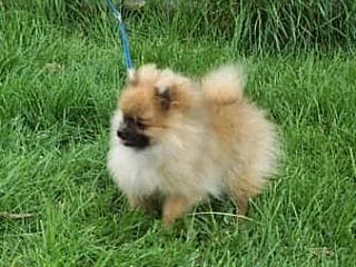 Pomeranian Boo yavrusu 1
