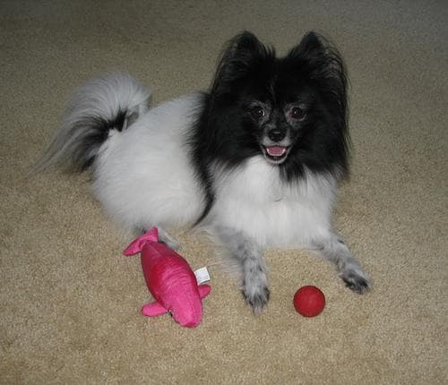 Pomeranian Boo yavrusu 1
