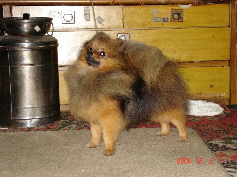 Pomeranian Boo yavrusu 1