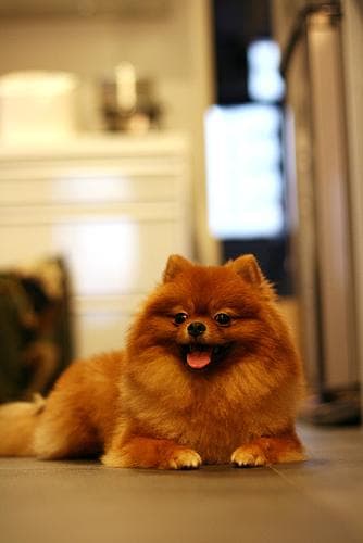 Pomeranian Boo yavrusu 1
