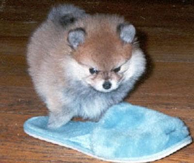 Pomeranian Boo yavrusu 1