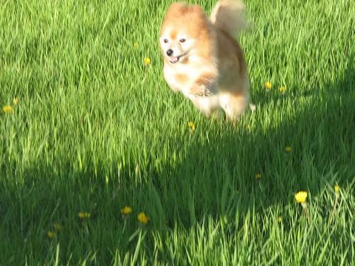 Pomeranian Boo yavrusu 1