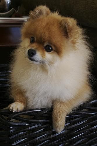 Pomeranian Boo yavrusu 1