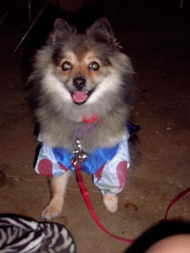 Pomeranian Boo yavrusu 1