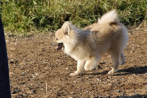 Pomeranian Boo yavrusu 1
