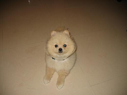Pomeranian Boo yavrusu 1