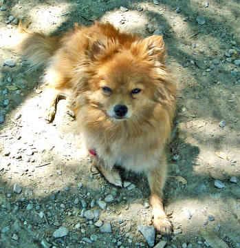 Pomeranian Boo yavrusu 1