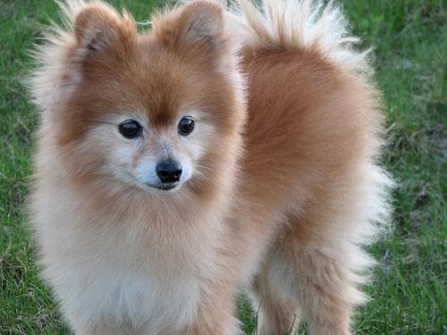 Pomeranian Boo yavrusu 1