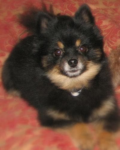 Pomeranian Boo yavrusu 1