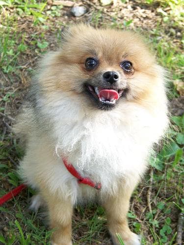 Pomeranian Boo yavrusu 1