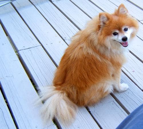 Pomeranian Boo yavrusu 1