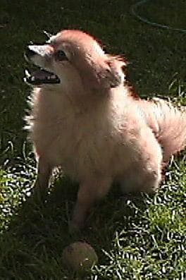 Pomeranian Boo yavrusu 1