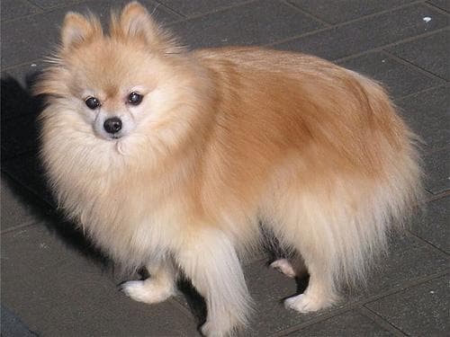 Pomeranian Boo yavrusu 1