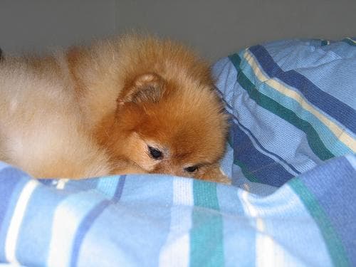 Pomeranian Boo yavrusu 1