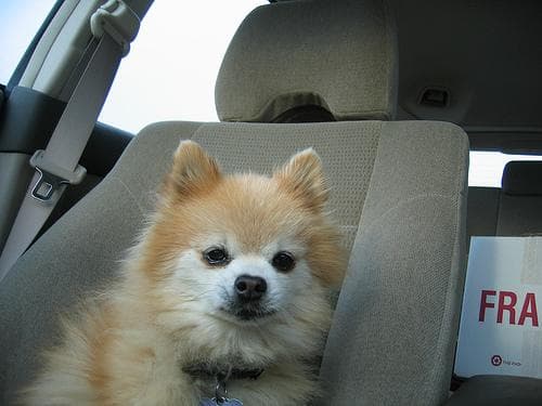 Pomeranian Boo yavrusu 1