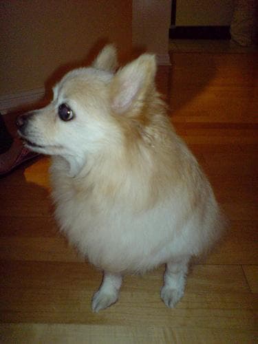 Pomeranian Boo yavrusu 1