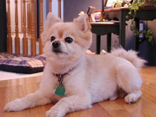 Pomeranian Boo yavrusu 1