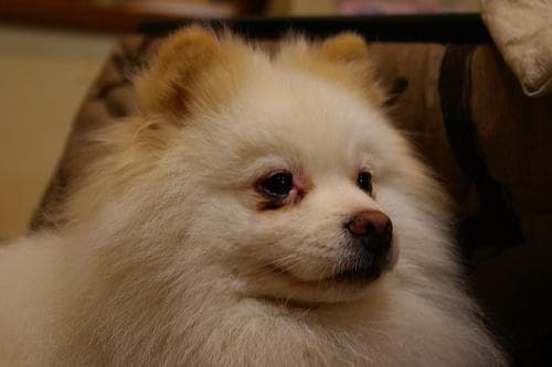 Pomeranian Boo yavrusu 1