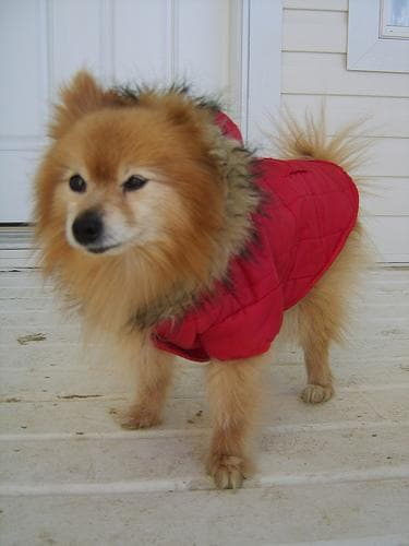 Pomeranian Boo yavrusu 1
