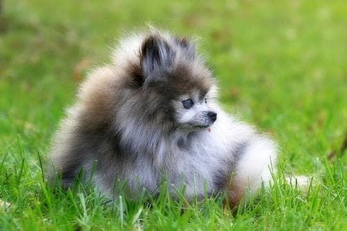 Pomeranian Boo yavrusu 1