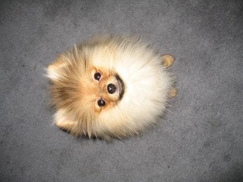 Pomeranian Boo yavrusu 1