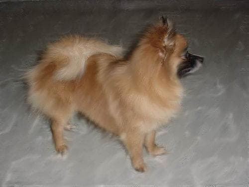 Pomeranian Boo yavrusu 1