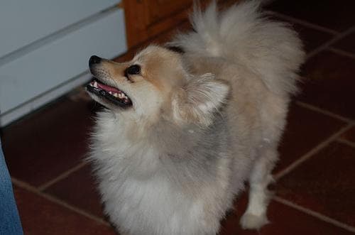 Pomeranian Boo yavrusu 1
