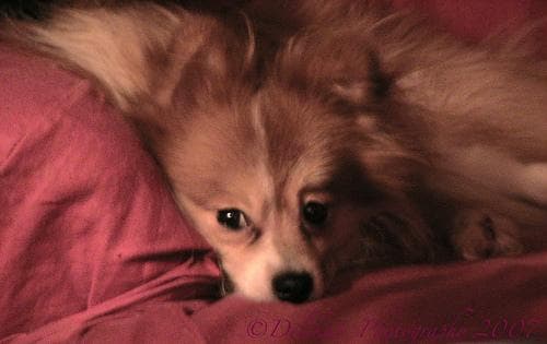 Pomeranian Boo yavrusu 1