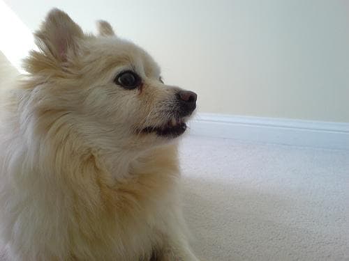 Pomeranian Boo yavrusu 1