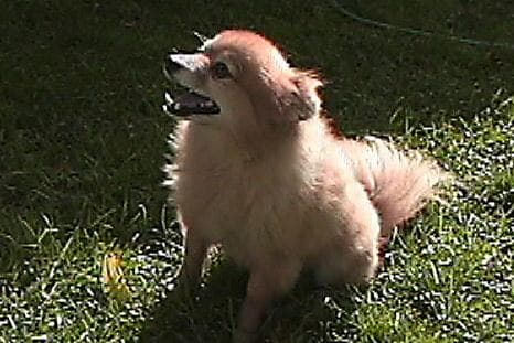 Pomeranian Boo yavrusu 1