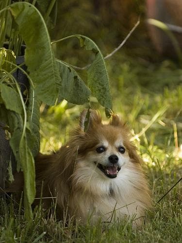 Pomeranian Boo yavrusu 1