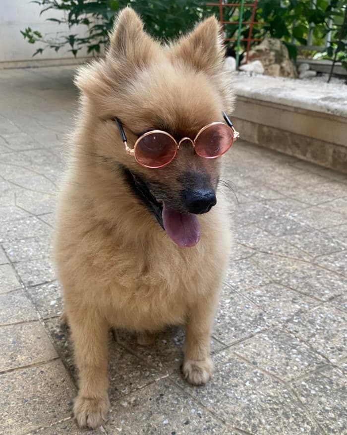 Pomeranian Boo yavrusu 1