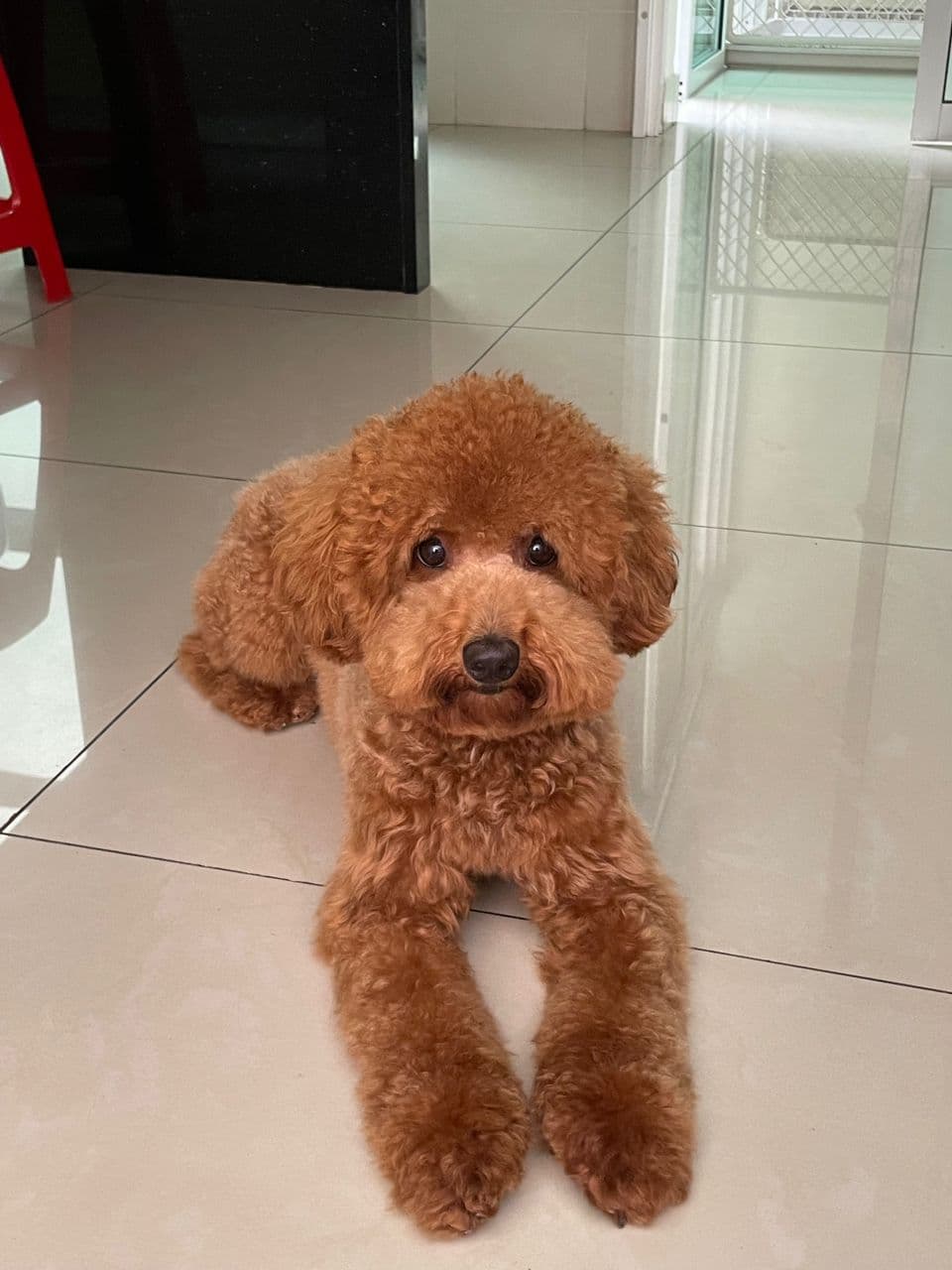 Toy Poodle yavrusu 1