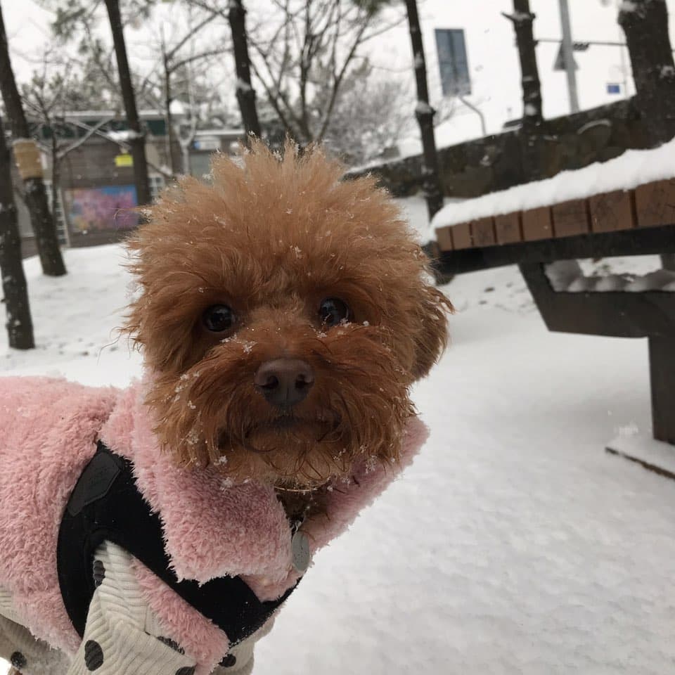 Maltipoo yavrusu 1