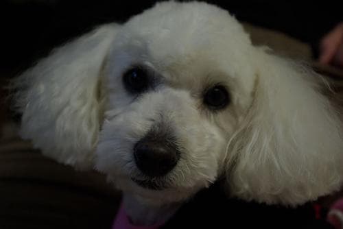 Toy Poodle yavrusu 1