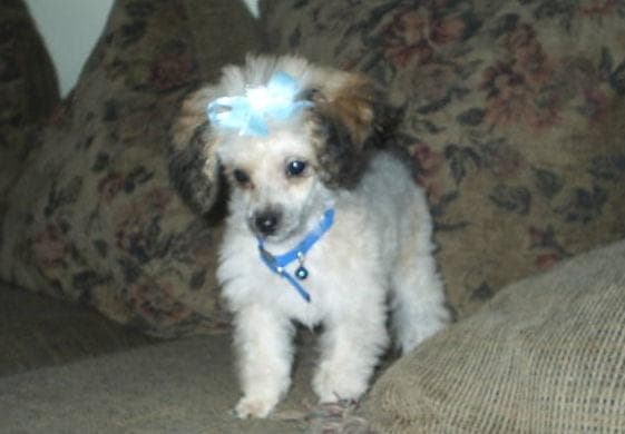 Toy Poodle yavrusu 1