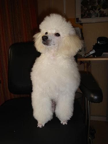 Toy Poodle yavrusu 1