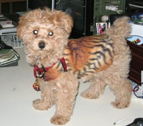 Toy Poodle yavrusu 1