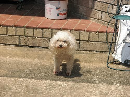 Maltipoo yavrusu 1